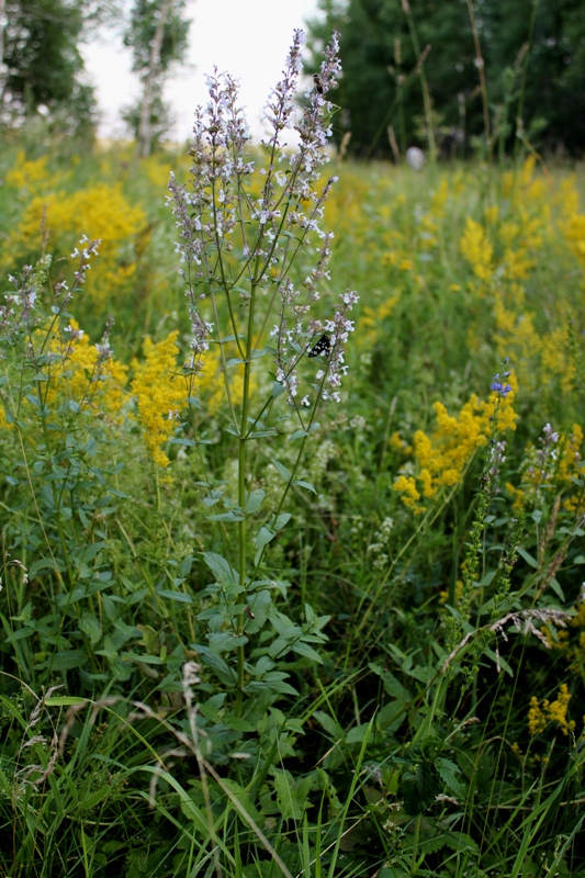 Image of Nepeta nuda specimen.