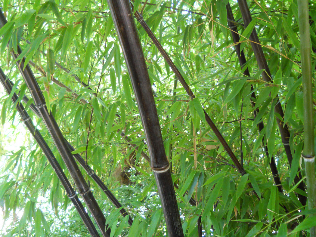 Image of Phyllostachys nigra specimen.