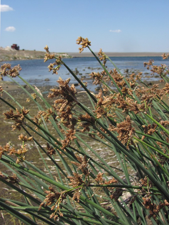 Image of Schoenoplectus tabernaemontani specimen.