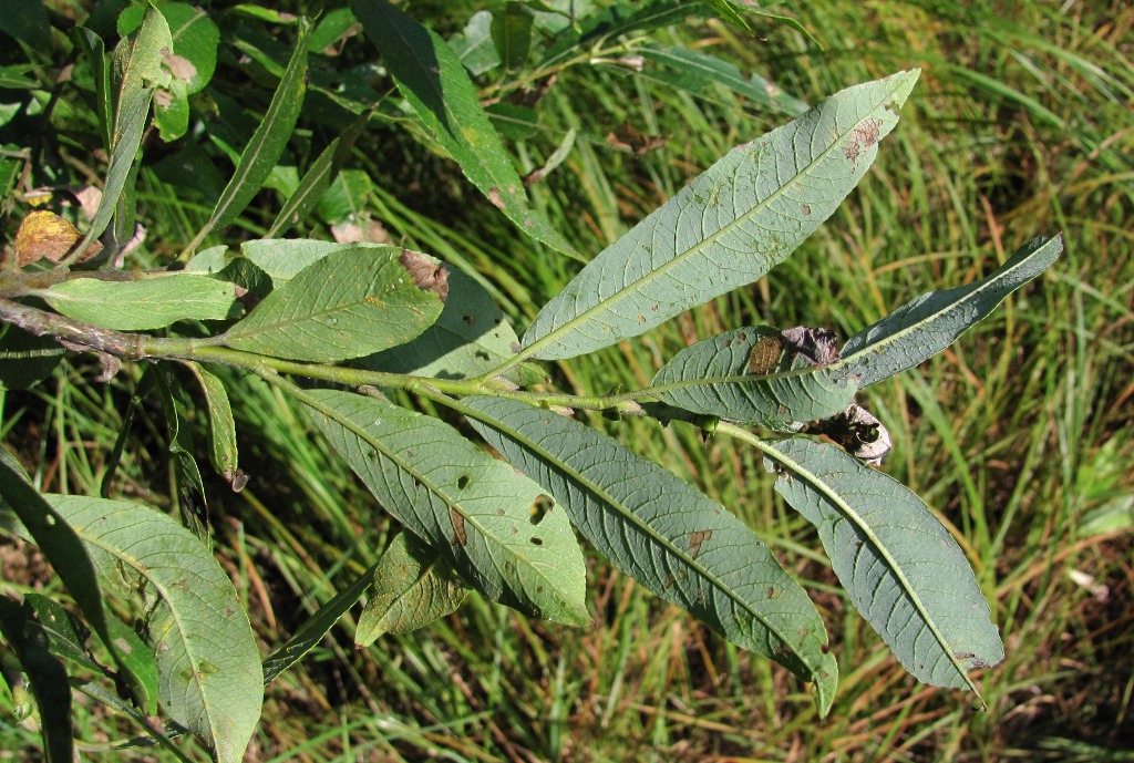 Image of genus Salix specimen.