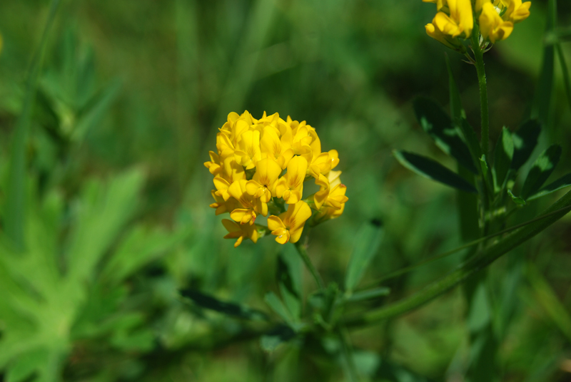 Изображение особи Medicago falcata.