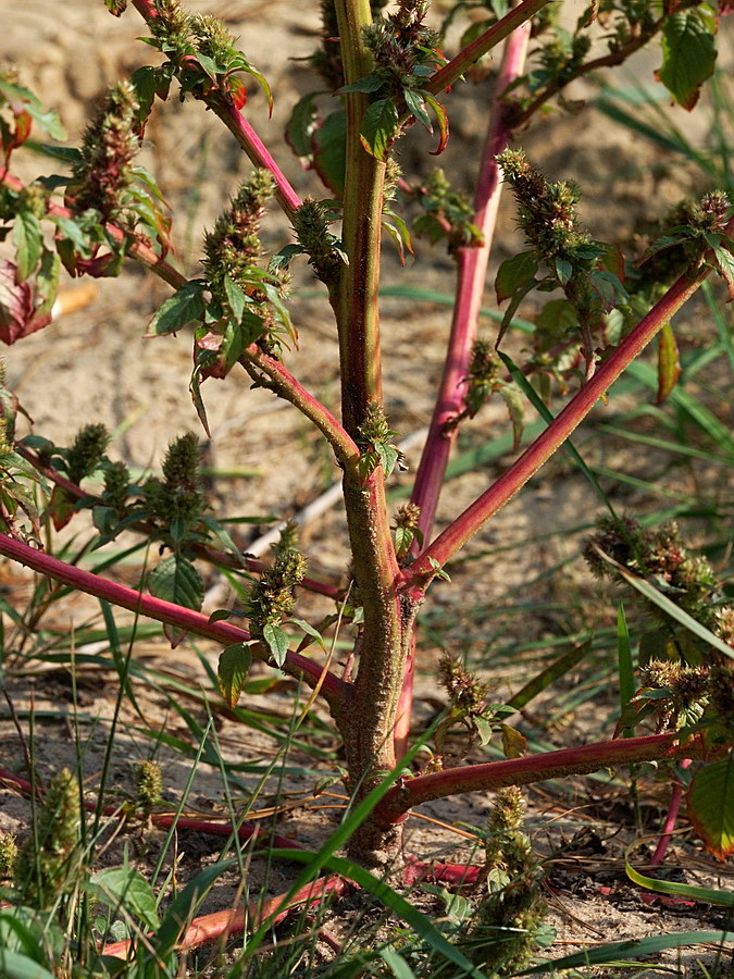 Image of genus Amaranthus specimen.