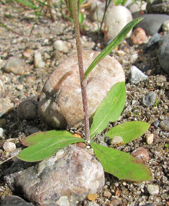 Изображение особи Crepis tectorum.