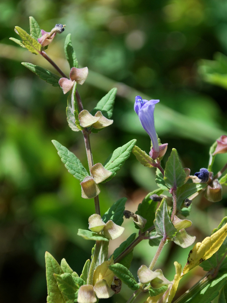 Изображение особи Scutellaria galericulata.