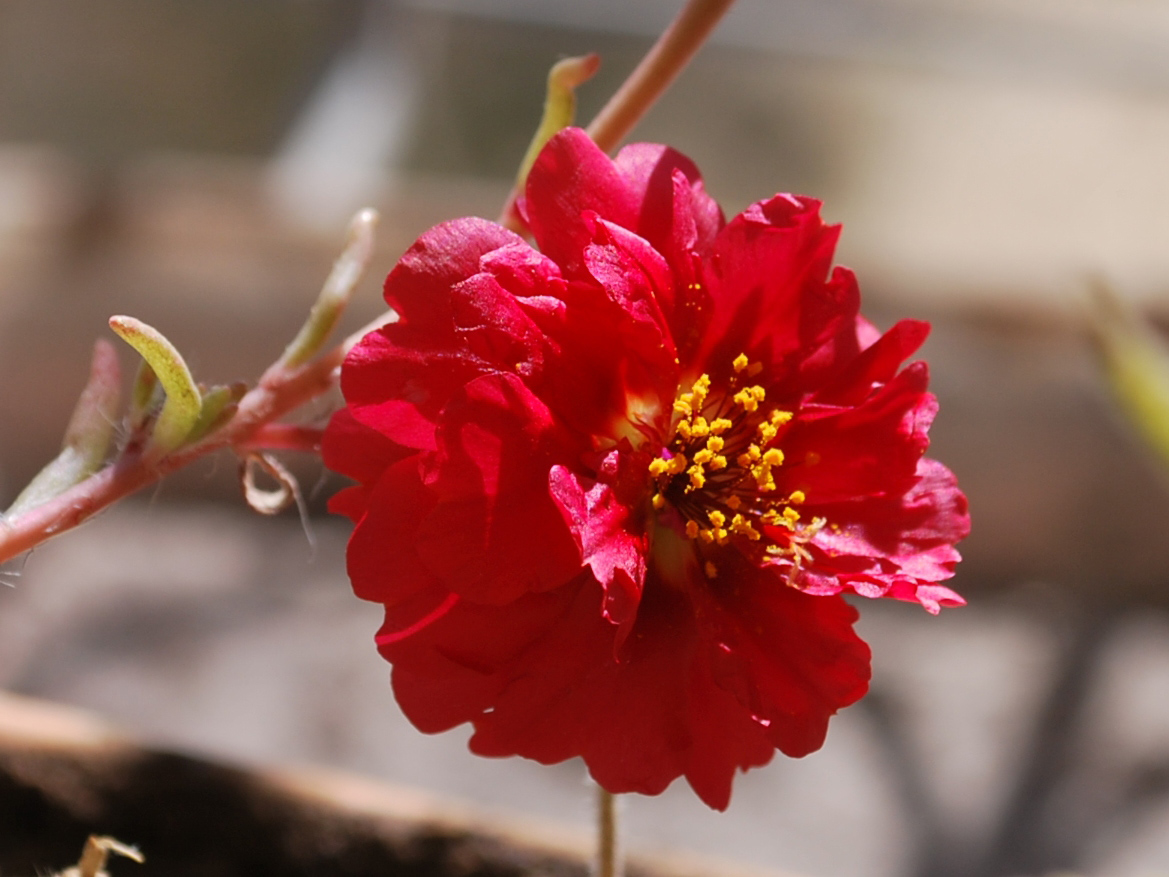 Image of Portulaca grandiflora specimen.