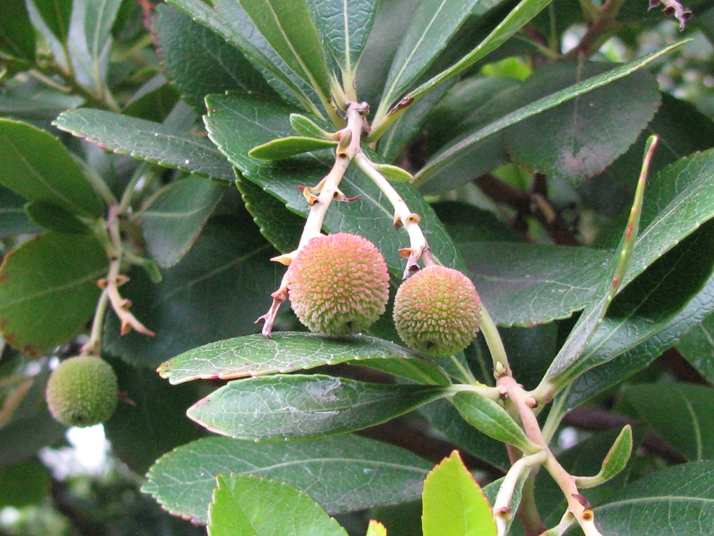 Image of Arbutus unedo specimen.