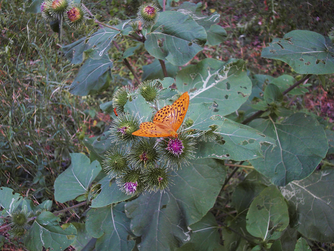 Image of Arctium lappa specimen.