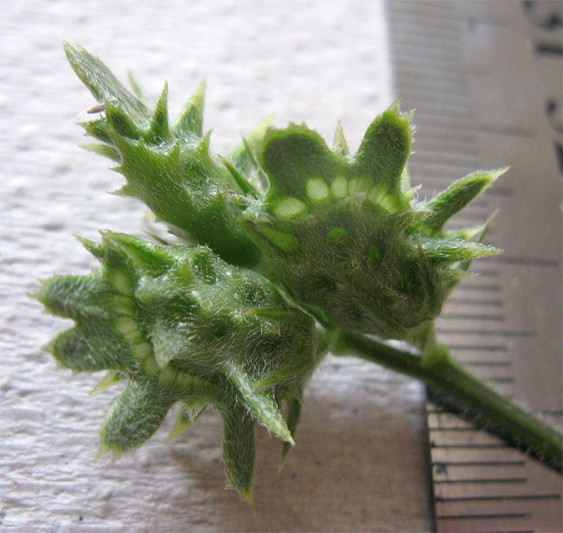 Image of Onobrychis crista-galli specimen.