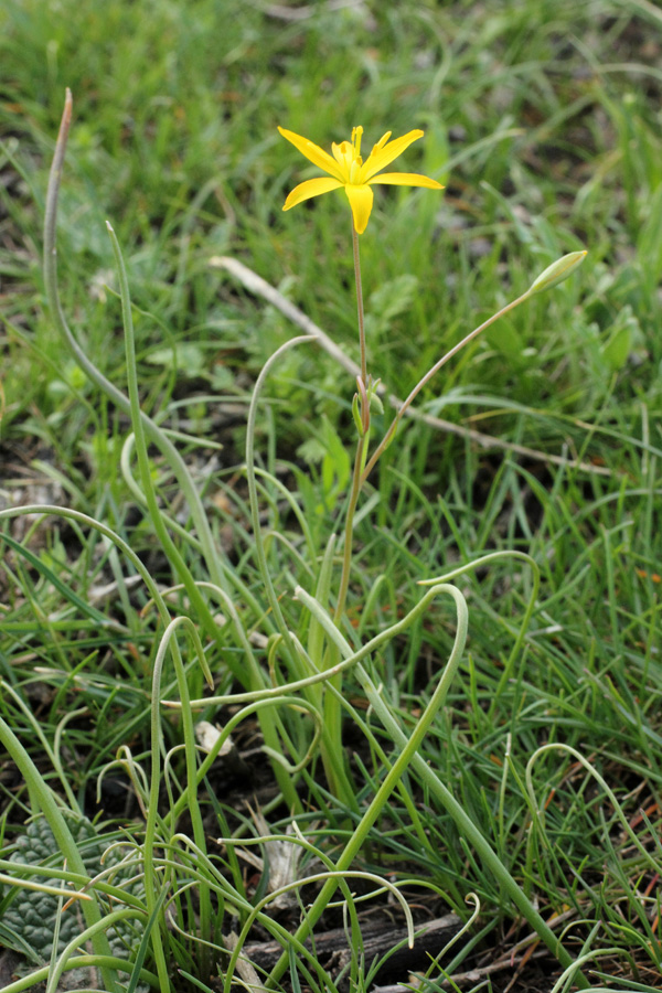 Image of Gagea stipitata specimen.