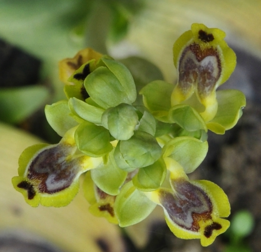 Image of Ophrys lutea ssp. galilaea specimen.