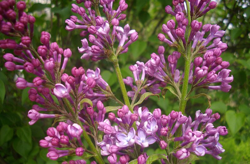 Image of Syringa vulgaris specimen.