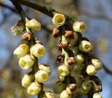 Stachyurus praecox. Основания соцветий. Германия, г. Krefeld, ботанический сад. 07.04.2013.