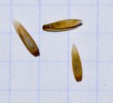 Lolium rigidum. Семена. Израиль, Шарон, г. Герцлия, рудеральное местообитание. 04.05.2013.