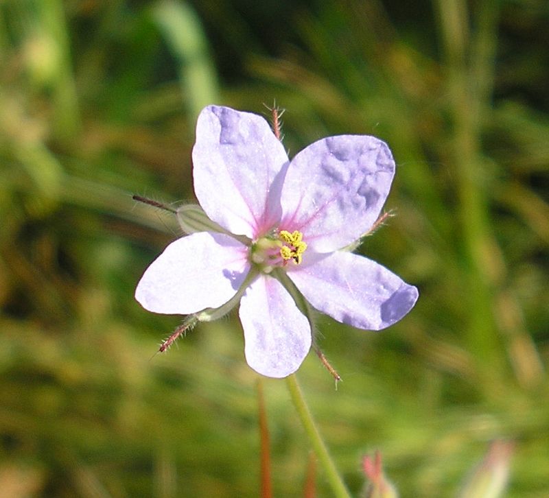 Image of Erodium ciconium specimen.