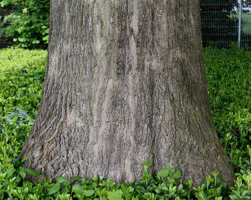 Image of Quercus rubra specimen.