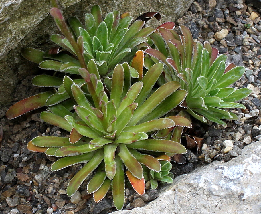 Image of Saxifraga cotyledon specimen.