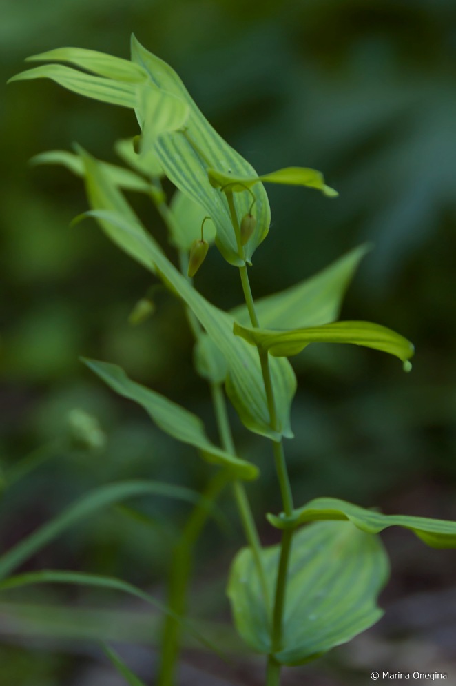 Изображение особи Streptopus amplexifolius.