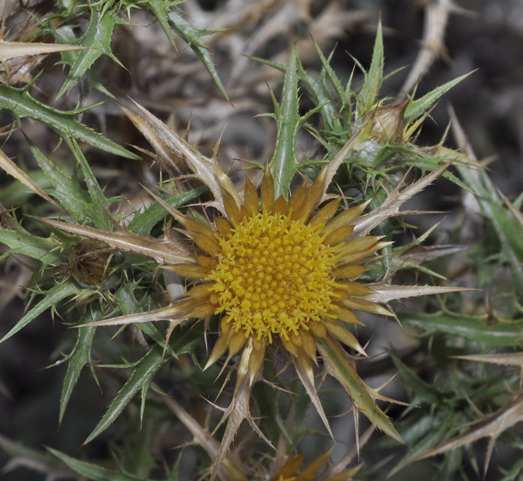 Image of Carlina graeca specimen.