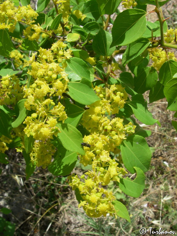 Image of Paliurus spina-christi specimen.