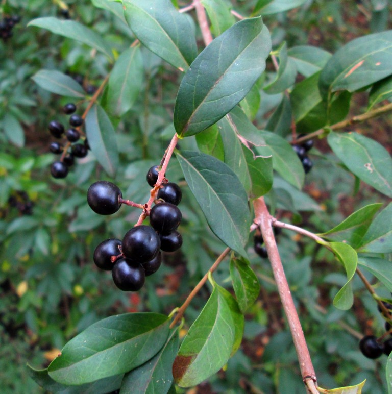 Image of Ligustrum vulgare specimen.