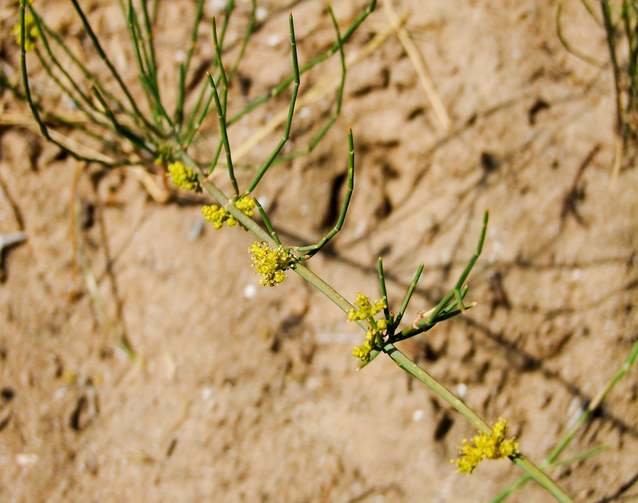 Изображение особи Ephedra aphylla.