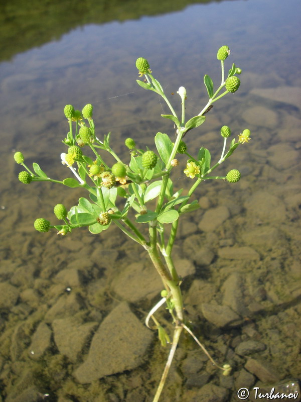 Изображение особи Ranunculus sceleratus.