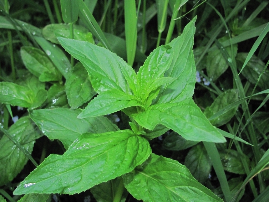 Image of Veronica anagallis-aquatica specimen.