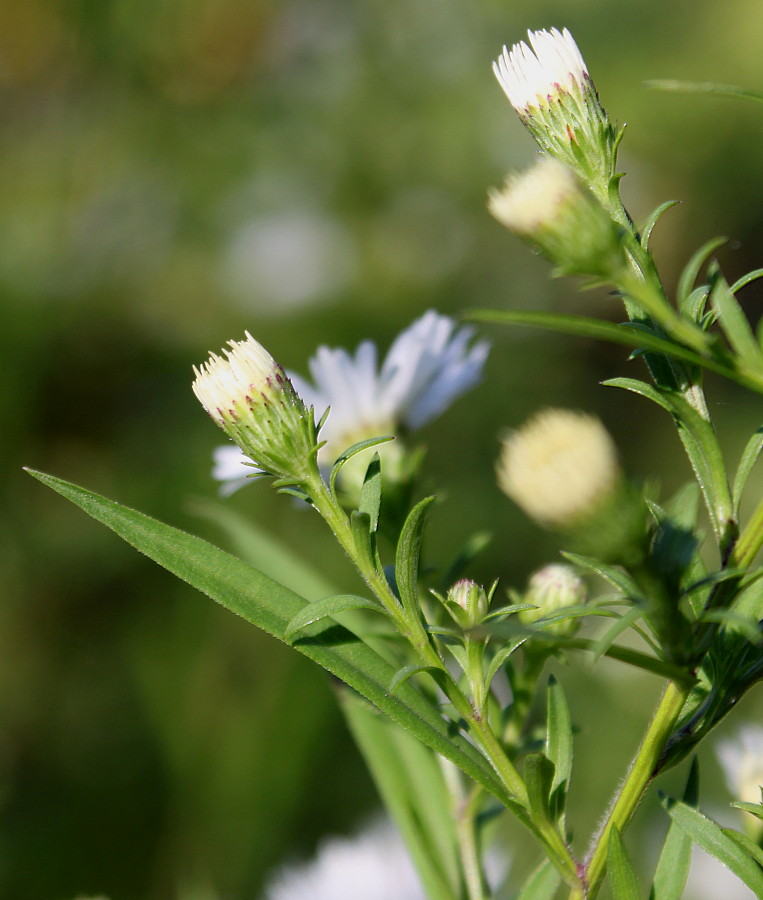 Image of genus Symphyotrichum specimen.