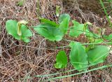 Смотреть изображение Arisarum vulgare