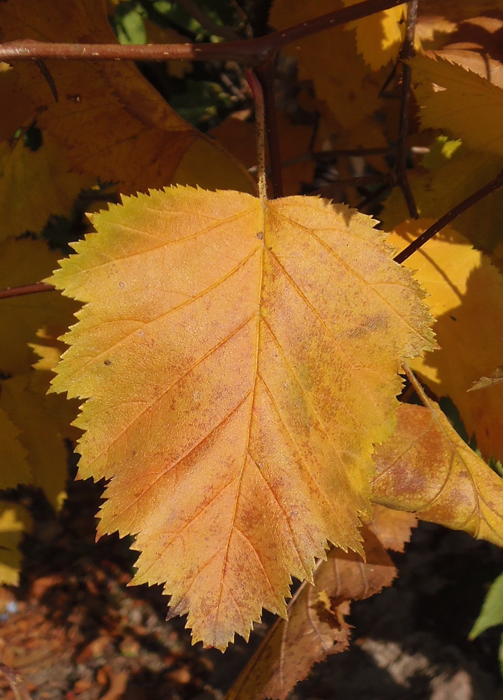 Изображение особи род Crataegus.