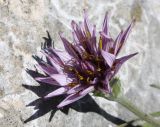 Scorzonera multiscapa. Элементарное соцветие-корзинка. Израиль, гора Гильбоа, гарига. 22.03.2014.