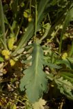 Papaver laevigatum