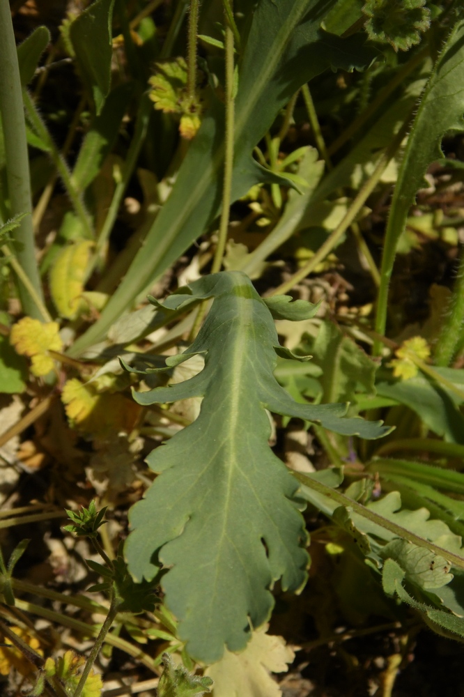 Image of Papaver laevigatum specimen.