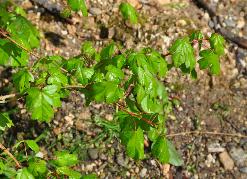 Image of Acer campestre specimen.