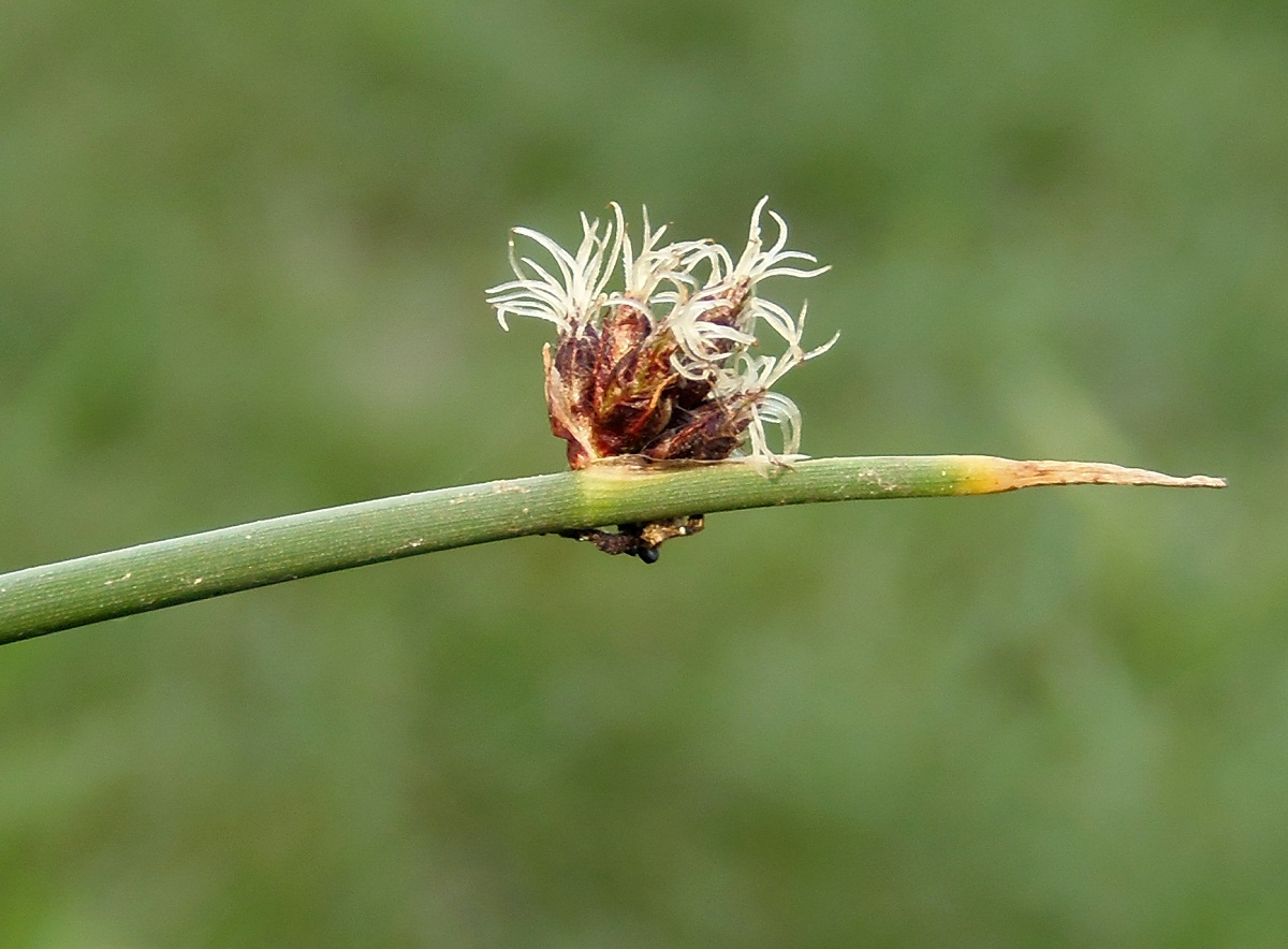 Image of Schoenoplectus tabernaemontani specimen.