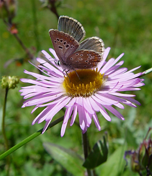 Image of Erigeron venustus specimen.