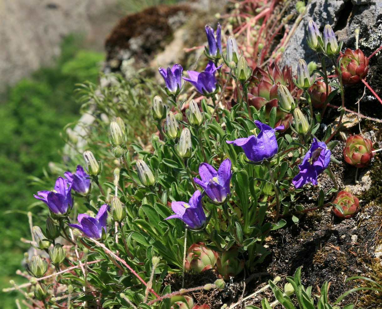 Изображение особи род Campanula.