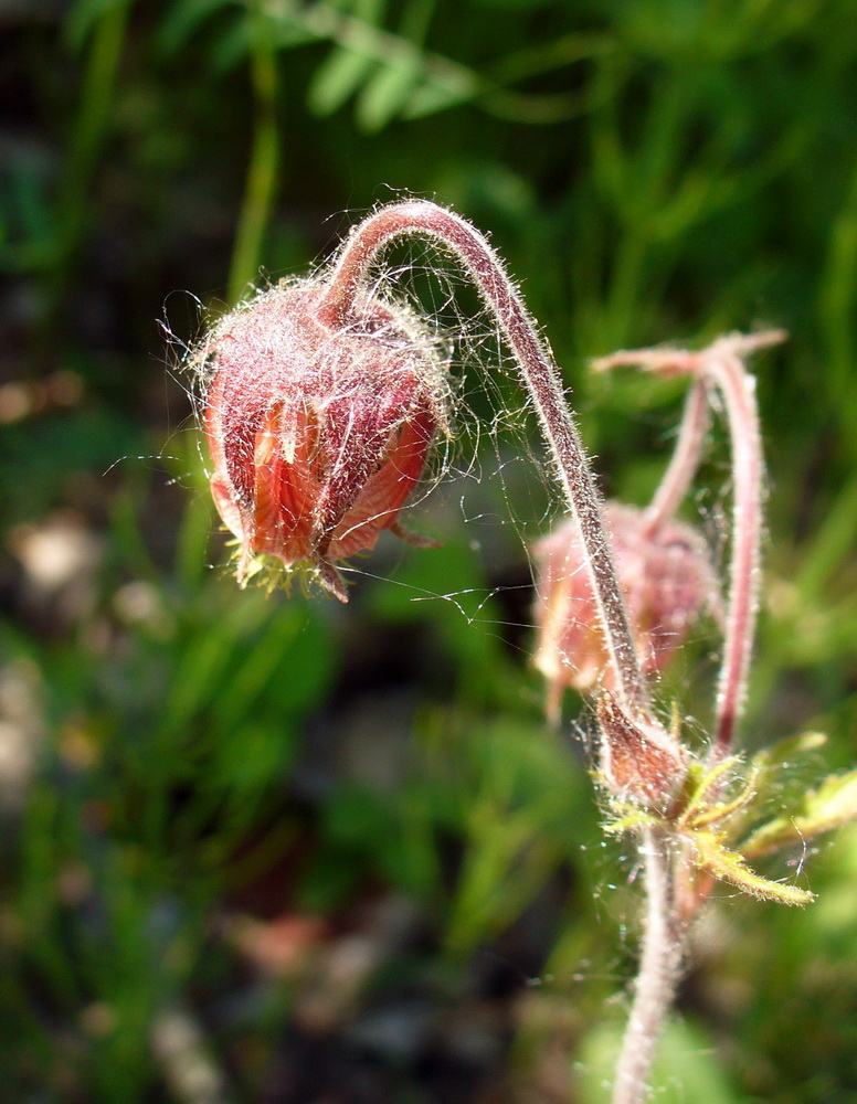 Изображение особи Geum rivale.