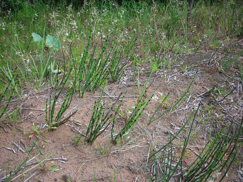 Изображение особи Equisetum hyemale.