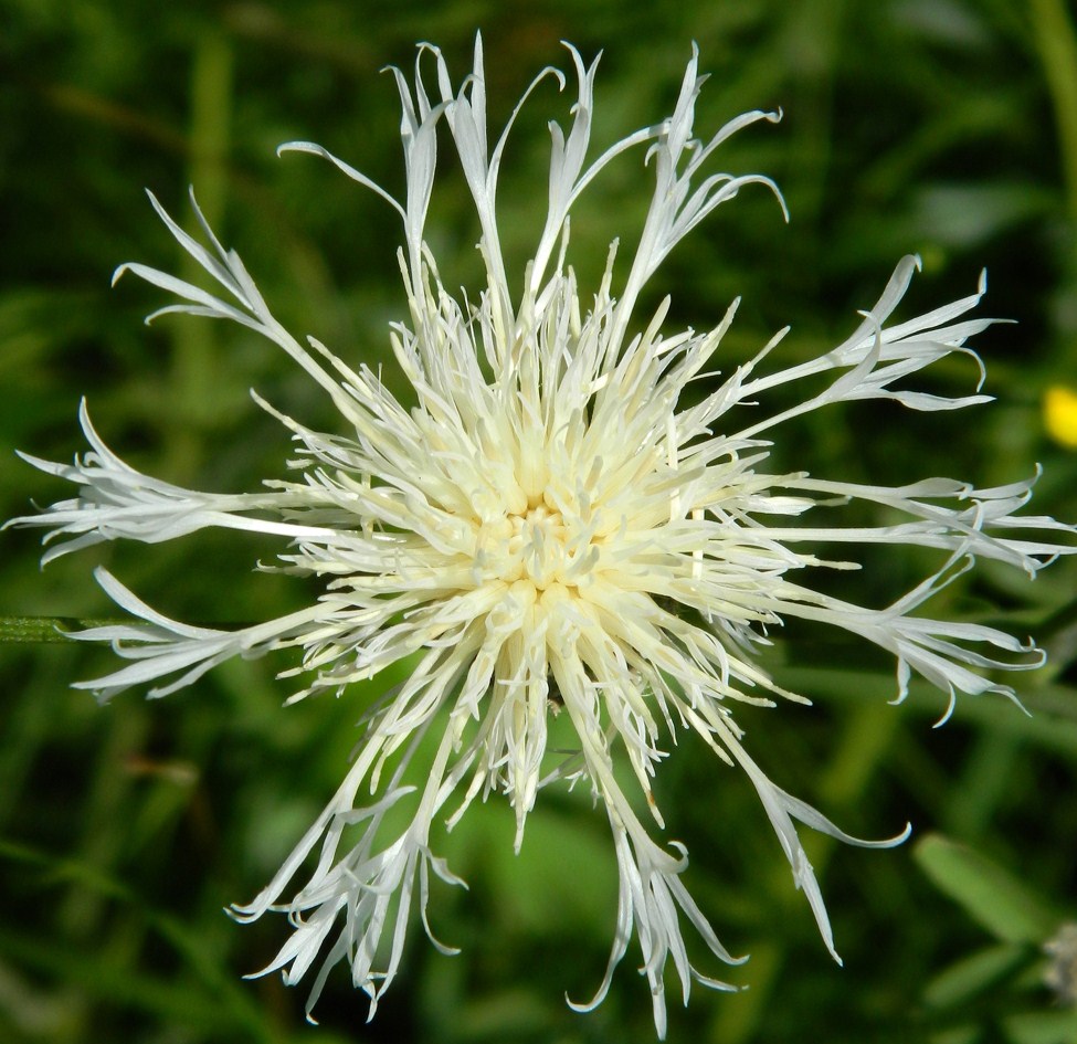 Image of Centaurea scabiosa specimen.