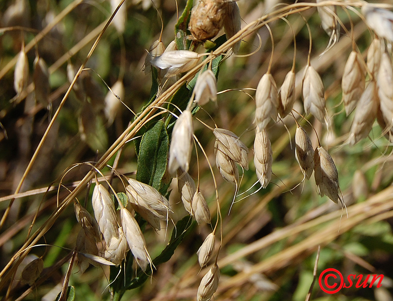 Изображение особи род Bromus.