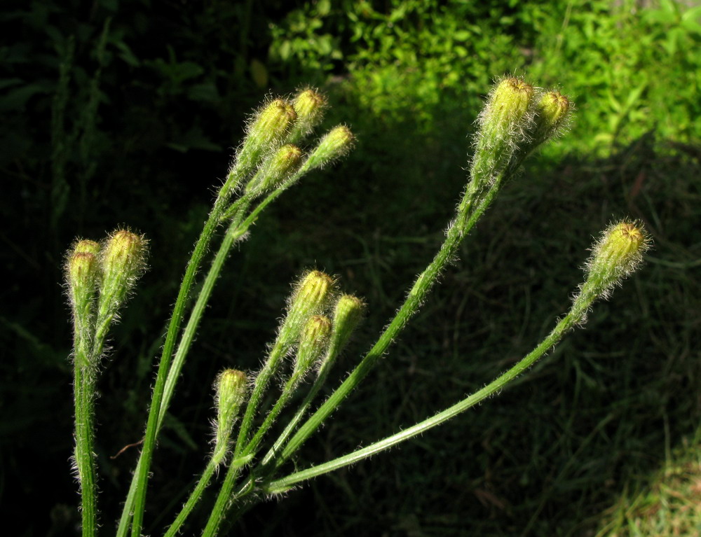 Image of Scorzoneroides autumnalis specimen.