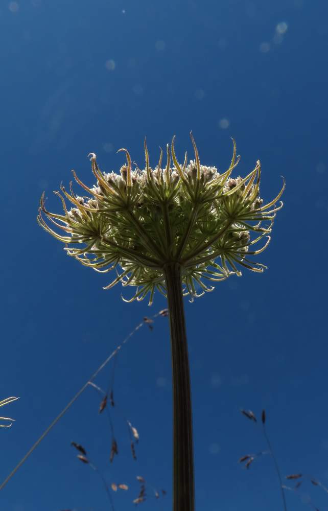 Image of Pachypleurum alpinum specimen.