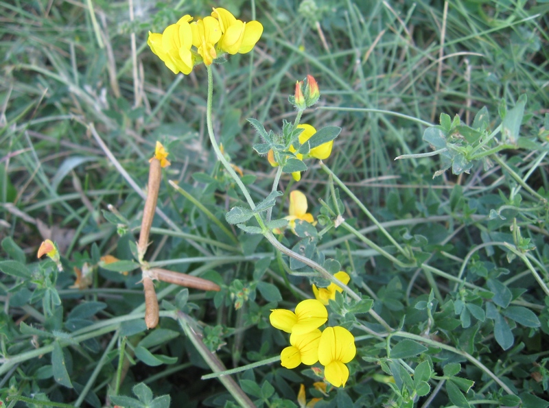 Изображение особи Lotus corniculatus.