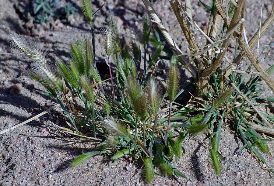 Изображение особи Hordeum leporinum.