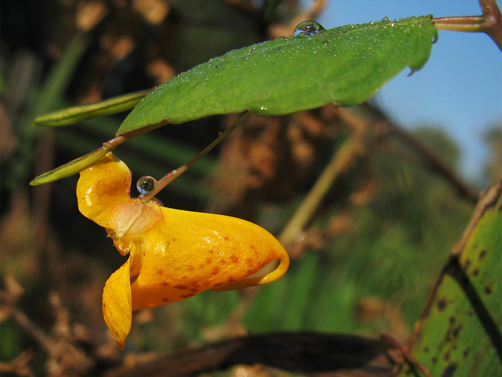 Image of Impatiens capensis specimen.