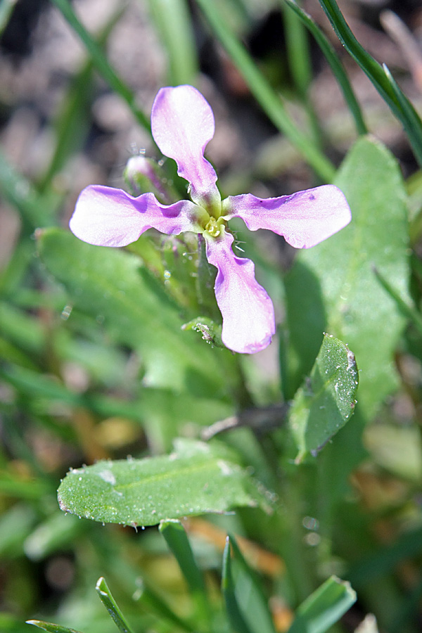 Image of Chorispora tenella specimen.