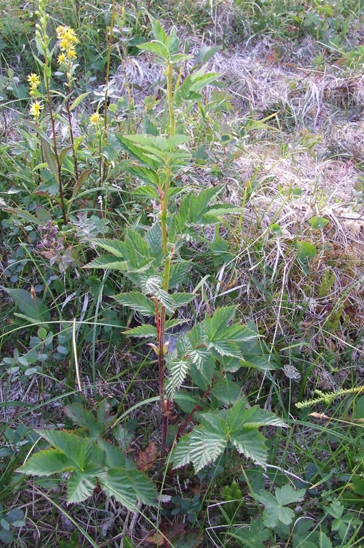 Image of Filipendula ulmaria specimen.