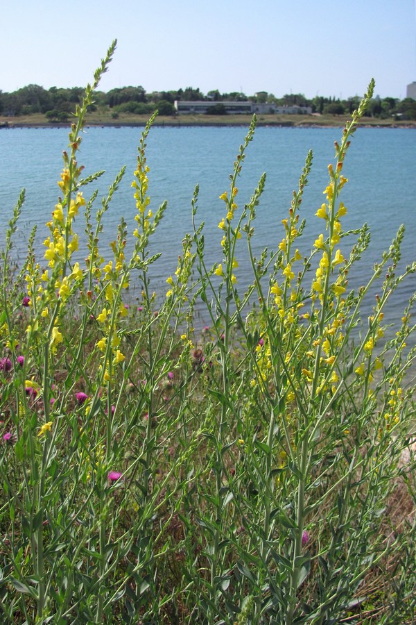 Image of Linaria genistifolia specimen.