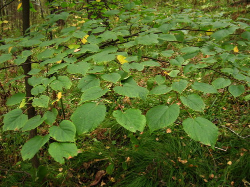 Image of Tilia nasczokinii specimen.